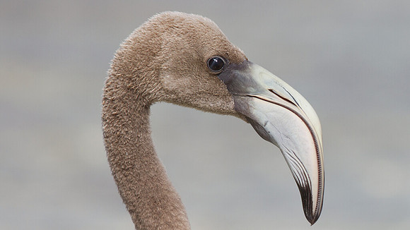 American Flamingo (Phoenicopterus ruber) immature