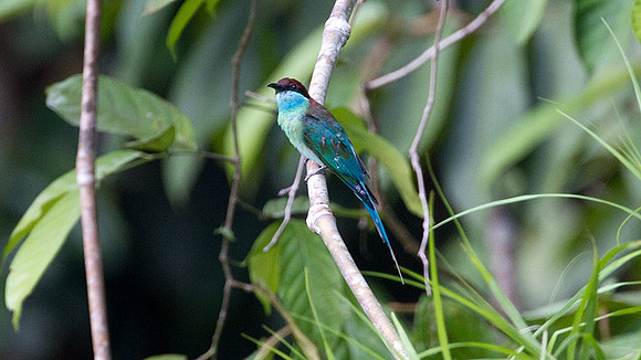Blue-throated Bee-eater (Merops viridis) male