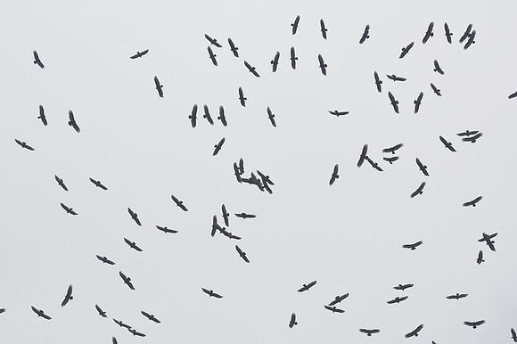 Kettle of Migrating Turkey Vultures (Cathartes aura)