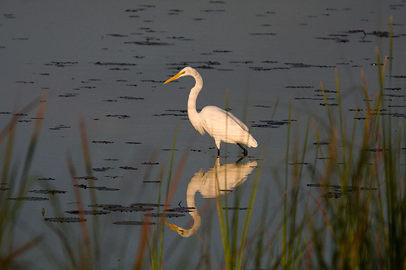 Great Egret (Ardea alba) also known as Great White Egret or Common Egret
