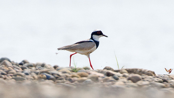 Pied Plover (Vanellus cayanus)