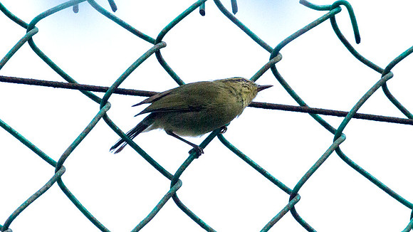 Mountain Leaf Warbler (Phylloscopus trivirgatus)