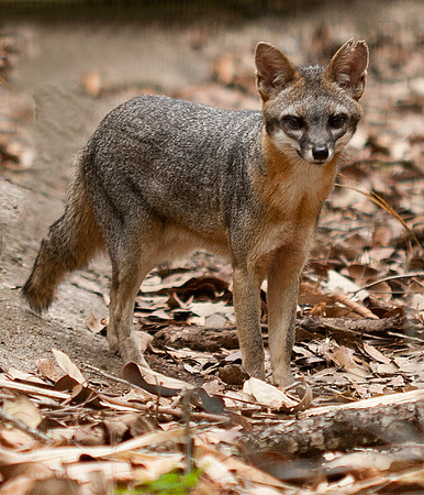 Gray Fox (Urocyon cinereoargenteus) captive