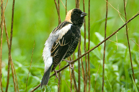 Bobolink (Dolichonyx oryzivorus)