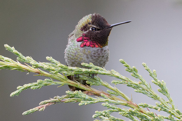 Anna's Hummingbird (Calypte anna)