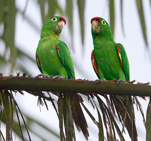 Crimson-fronted Parakeet (Psittacara finschi)