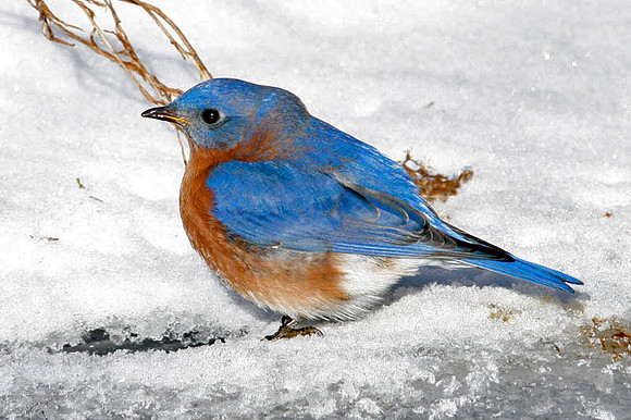 Eastern Bluebird (Sialia sialis)