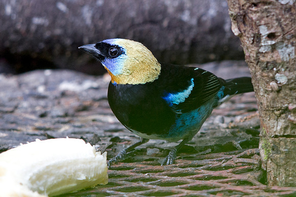 Golden-hooded Tanager (Tangara larvata)