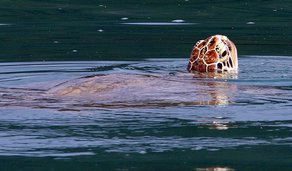 Green sea turtle (Chelonia mydas)