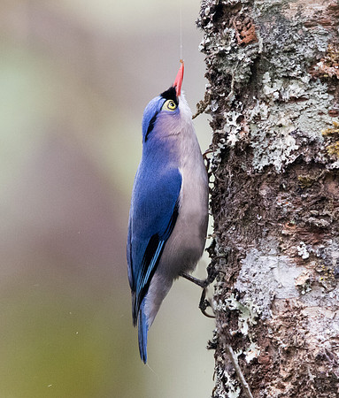 Velvet-fronted nuthatch (Sitta frontalis) Male