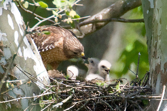 Red-shouldered Hawk (Buteo lineatus) adult and juvenile