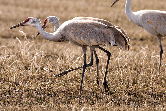 Sandhill Crane (Grus canadensis)