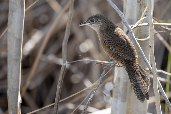 Zapata wren (Ferminia cerverai)