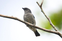 Plain-coloured Tanager (Tangara inornata)