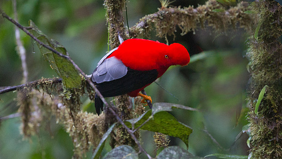 Andean Cock-of-the-rock (Rupicola peruvianus)