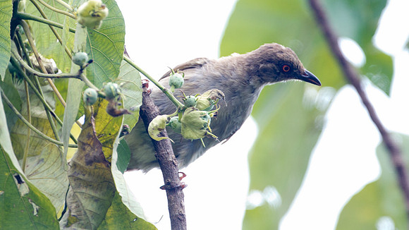 Red-eyed Bulbul (Pycnonotus brunneus)