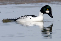 Common Goldeneye (Bucephala clangula)