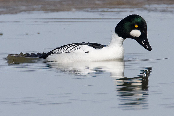 Common Goldeneye (Bucephala clangula)