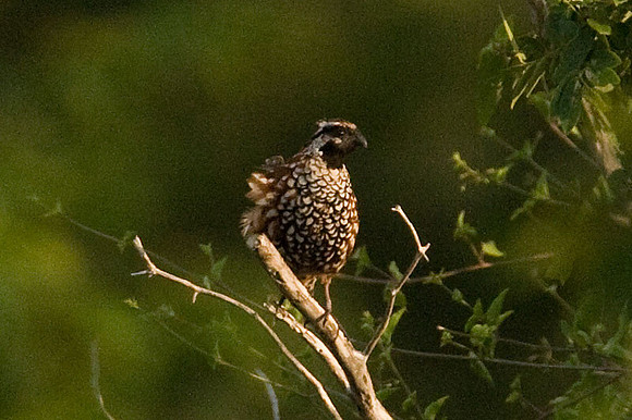 Black-throated Bobwhite (Colinus nigrogularis) also known as Yucatan Bobwhite