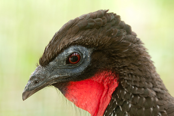 Crested Guan (Penelope purpurascens) captive