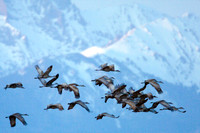 Sandhill Cranes (Grus canadensis)