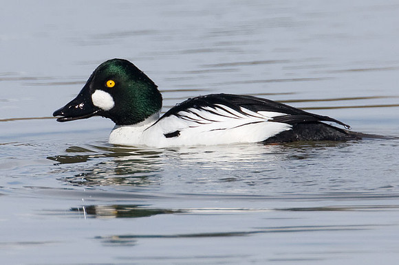 Common Goldeneye (Bucephala clangula)