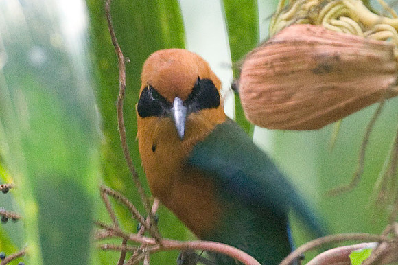 Rufous Motmot (Baryphthengus martii)