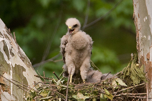 Red-shouldered Hawk (Buteo lineatus) juvenile