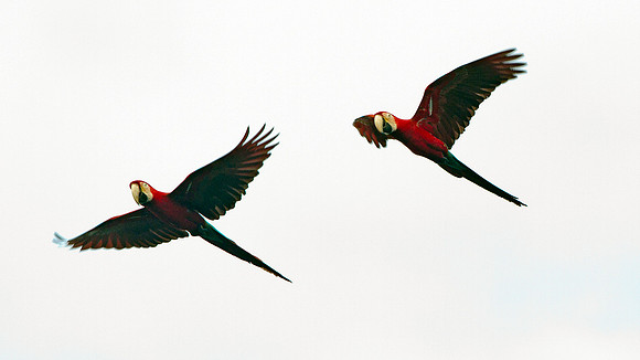 Red-and-green Macaw (Ara chloropterus)