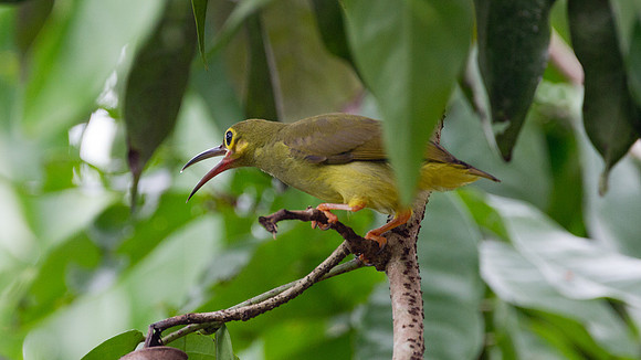 Spectacled Spiderhunter (Arachnothera flavigaster)