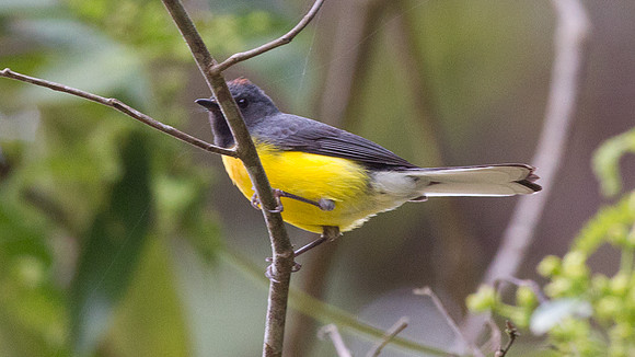 Slate-throated Redstart (Myioborus miniatus)