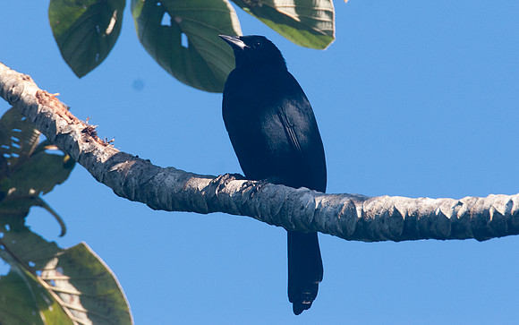 Melodious Blackbird (Dives dives)