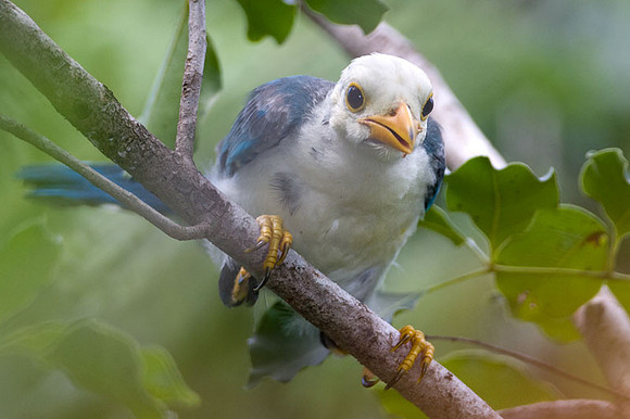 Yucatan Jay (Cyanocorax yucatanicus) juvenile