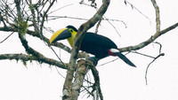 Choco Toucan (Ramphastos brevis)