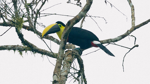 Choco Toucan (Ramphastos brevis)