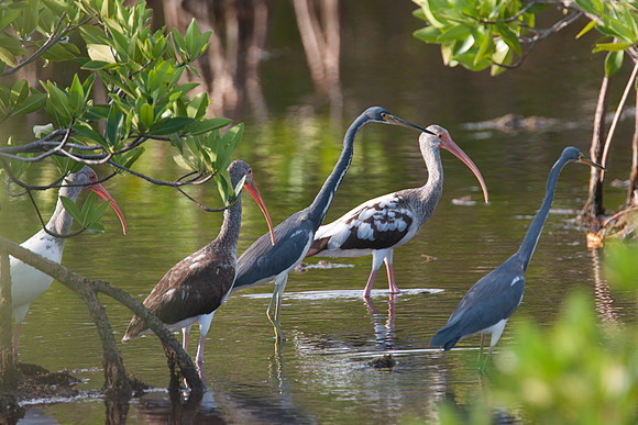 Tricolored Heron (Egretta tricolor), American White Ibis (Eudocimus albus)