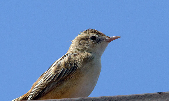 Zitting cisticola (Cisticola juncidis)