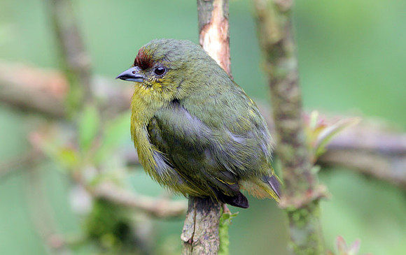 Olive-backed Euphonia (Euphonia gouldi)