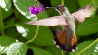 Ruby-topaz Hummingbird (Chrysolampis mosquitus) female