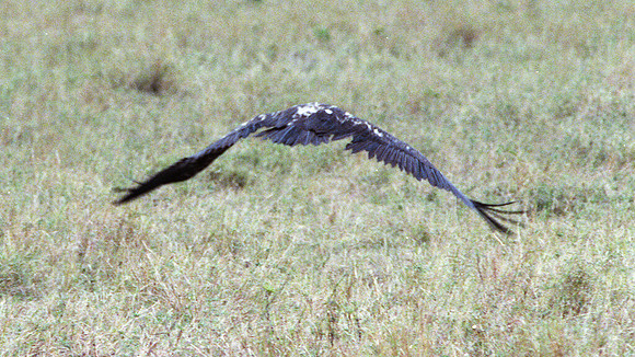 1988 Africa bird img371