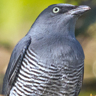 Barred cuckooshrike (Coracina lineata) Male
