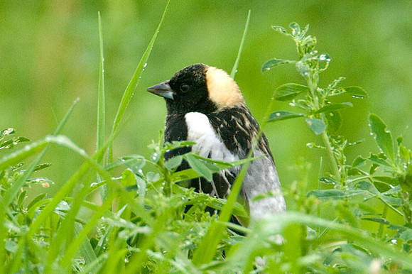 Bobolink (Dolichonyx oryzivorus)