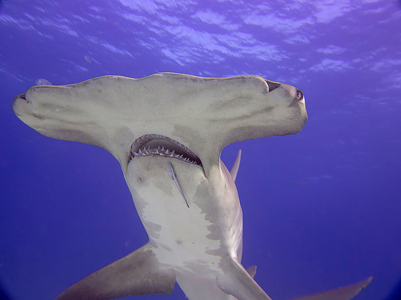 Great hammerhead (Sphyrna mokarran)