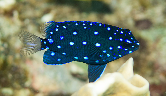 IMG_3004 fb yellow headed damel fish