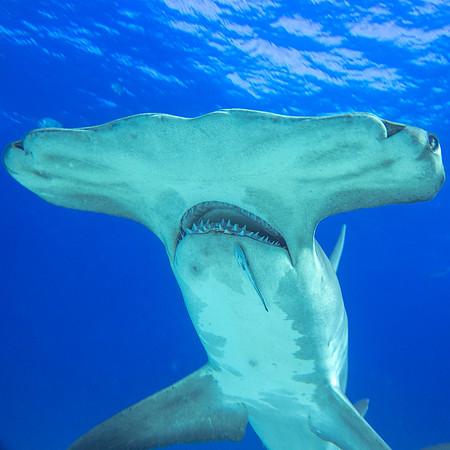 Great hammerhead (Sphyrna mokarran)