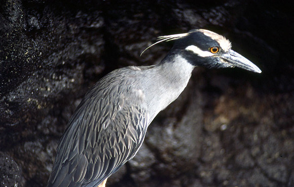 Yellow-crowned Night-Heron (Nyctanassa violacea)