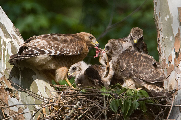Red-shouldered Hawk (Buteo lineatus) adult and juvenile