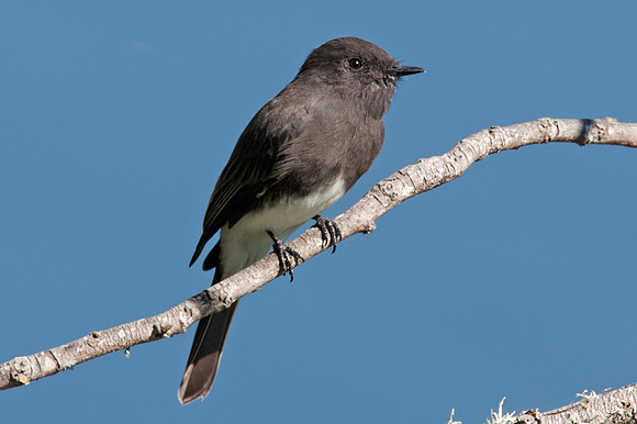 Black Phoebe (Sayornis nigricans)