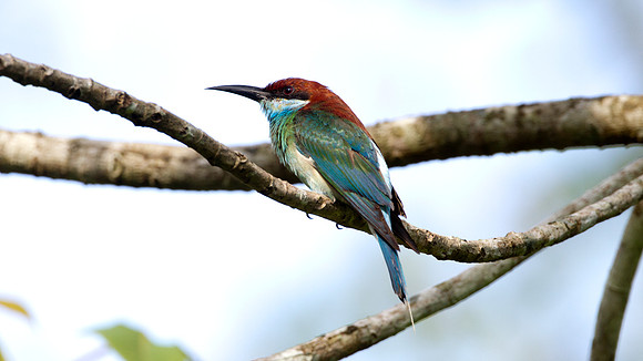 Blue-throated Bee-eater (Merops viridis) male