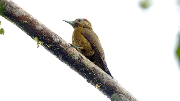 Smoky-brown Woodpecker (Picoides fumigatus)